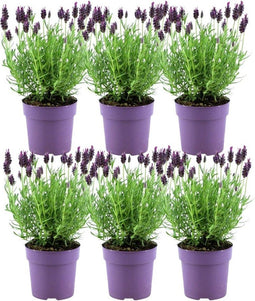 Plants by Frank - Lavandula stoechas Anouk® - Set van 6 Franse Lavendel - Winterhard (set van 6)