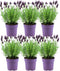 Plants by Frank - Lavandula stoechas Anouk® - Set van 6 Franse Lavendel - Winterhard (set van 6)