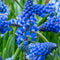 Plant in a Box - Muscari armeniacum - 100x Hyacinth bollen - Bloembollen winterhard - Kleurrijke tuin in de lente