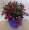 Fuchsia in grote pot donker roze varianten