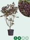 Judasboom 'Forest Pansy' meerstammig | Cercis canadensis 'Forest Pansy' | Bomenbezorgd.nl