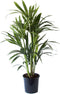 Kentia Palm ↨ 90cm - hoge kwaliteit planten