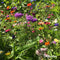 Snijbloemen Zadenpakket - 20 Soorten - Snijbloemen Zaad - Bloemenzaad - Bloemenweide - Bloemzaden - Snijbloemen Mix - Organifer