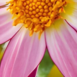 Jub - Dahlia honka roze, 1 bloembol