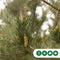 Grove Den | Pinus sylvestris | Bomenbezorgd.nl