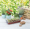 SOGO Kweekkas voor vensterbank incl. 18 turfpotjes - 11x19x39cm