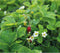 SOGO Tuinnet 4 x 5 m