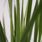 Plant in a Box - Panicum virgatum - Panicum northwind siergras winterhard - Pot 23cm - Hoogte 40-60cm