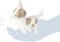 Decopatch - Avenue mandarine - honden