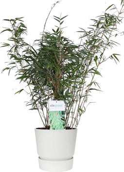 ‘Fargesia Rufa’ (Bamboe) in ELHO outdoor sierpot Greenville (wit) ↨ 80cm - hoge kwaliteit planten