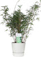 ‘Fargesia Rufa’ (Bamboe) in ELHO outdoor sierpot Greenville (wit) ↨ 80cm - hoge kwaliteit planten