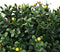 vidaXL - Kunstboom - met - Vruchten - en - Pot - 35x50 - cm - Groen