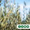 Olijfboom Olea europaea 225 cm