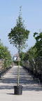 Spaanse aak | Acer campestre 'Huibers Elegant' 10-14 cm | Bomenbezorgd.nl