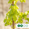 Spaanse aak | Acer campestre 'Huibers Elegant' 10-14 cm | Bomenbezorgd.nl