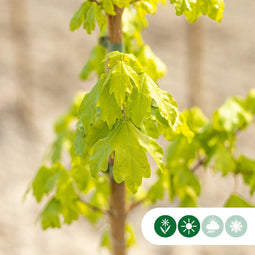 Spaanse aak | Acer campestre 'Huibers Elegant' 14-18 cm | Bomenbezorgd.nl
