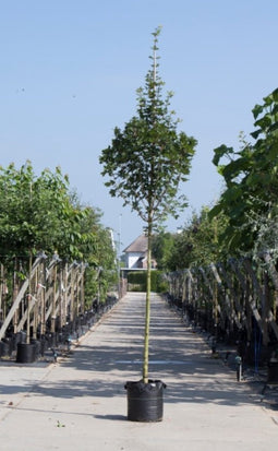 Spaanse aak | Acer campestre 'Huibers Elegant' 18-20 cm | Bomenbezorgd.nl