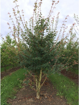 Spaanse aak meerstammig Acer campestre h 137,5 cm