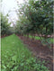 Spaanse aak meerstammig Acer campestre h 137,5 cm