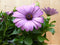 Spaanse Margriet Osteopermum 10 potjes in tray kleuren verschillend