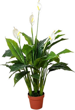 Spathiphyllum patini 105 cm