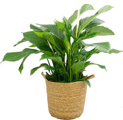 Spathiphyllum ‘Sweet Lauretta’ in handgevlochten sierpot Nelis (naturel) - BestPlants - Plant-pot combinatie (BS)- Hoogte 100 cm