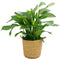 Spathiphyllum ‘Sweet Lauretta’ in handgevlochten sierpot Nelis (naturel) - BestPlants - Plant-pot combinatie (BS)- Hoogte 100 cm