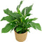 Spathiphyllum ‘Sweet Lauretta’ in handgevlochten sierpot Nelis (naturel) - BestPlants - Plant-pot combinatie (BS)- Hoogte 100 cm