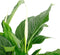 Spathiphyllum ‘Sweet Lauretta’ in handgevlochten sierpot Nelis (naturel) - BestPlants - Plant-pot combinatie (BS)- Hoogte 100 cm