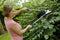 Spear & Jackson Takkenschaar 26'' Aambeeld - Takkenscharen - Takkenschaar - Professioneel - snoeizaag - takkenzaag - Heggenschaar - Met anti-kleeflaag 5 JAAR GARANTIE - EASY-CUT
