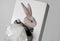 Spextrum Tissuehouder Up Rabbit - White