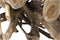 Spider Coffee Table - 80x80x40cm - Teak Root
