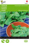 Spinazie Amsterdams Reuzenblad scherpzaad 20 gram