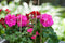 Splitbamboe naturel H30cm dia. 3-3,5mm set a 20 stuks Nature