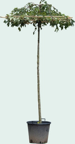 Dak sierappel vierkant dak 200-220 cm stamhoogte | Malus Red Jade 8-12 cm 200-220 cm| Bomenbezorgd.nl