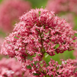 Spoorbloem (Centranthus ruber) 'Coccineus' | 1 stuk | Bijen- en vlinderplant | Bijentuin | Geurende plant | tuinplant geurend | 11x11 cm Kwekerspot | Geurend | Rood