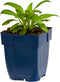 Spoorbloem (Centranthus ruber) 'Coccineus' | 1 stuk | Bijen- en vlinderplant | Bijentuin | Geurende plant | tuinplant geurend | 11x11 cm Kwekerspot | Geurend | Rood