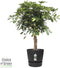 Schefflera Arboricola Gold Capella in Elho® Greenville pot ↨ 100cm - hoge kwaliteit planten
