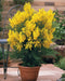 Plant in a Box - Mimosa acacia dealbata - Set van 2 - Mimosa struik - Mimosa met mooie helder gele bloemen - Pot 15cm - Hoogte 40-50cm