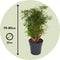 Plant in a Box - Polyscias Fruticosa - Aralia - Artistieke groene kamerplant - Pot 21cm - Hoogte 70-80cm