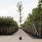 Steeneik Quercus ilex h 275 cm st. omtrek 7 cm st. h 170 cm