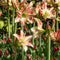 Plant in a Box - Amaryllis - Set van 2 - Hippeastrum - Bloembollen - Rode & witte bloemen