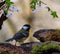 Customize it - Tuinschilderij koolmees blsm 70x50