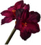 Silk-ka Kunstbloem-Zijde Amaryllis Steel Bordeau-Rood 73 cm