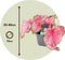 Plant in a Box - Caladium Sweetheart - Set van 2 - Tropische kamerplant - Pot 12cm - Hoogte 25-40cm