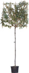 Olijfwilg leiboom 150 cm Elaeagnus ebbingei 270 cm