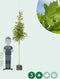Zuil esdoorn | Acer platanoides 'Columnare' 6-10 cm | Bomenbezorgd.nl