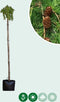 Japanse treurlork | Larix kaempferi 'Stiff Weeper' 6-10 cm 200 cm| Bomenbezorgd.nl