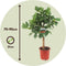 Plant in a Box - Ficus Carica - Set van 2 fruitbomen - Pot 21cm - Hoogte 70-90cm