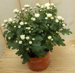 3 stuks! Mini bol chrysant wit